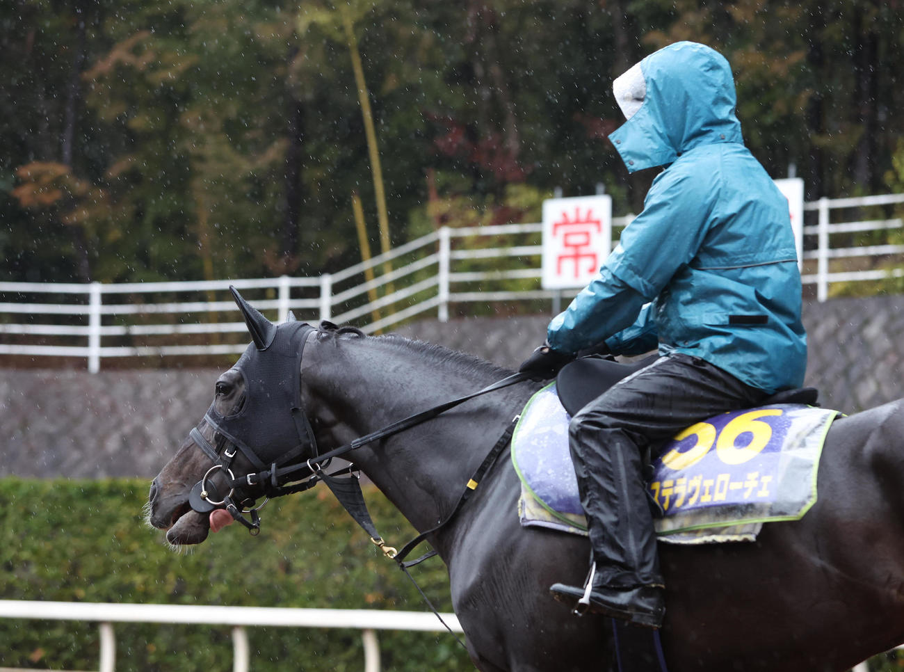 逍遥馬道で運動するステラヴェローチェ（撮影・白石智彦）