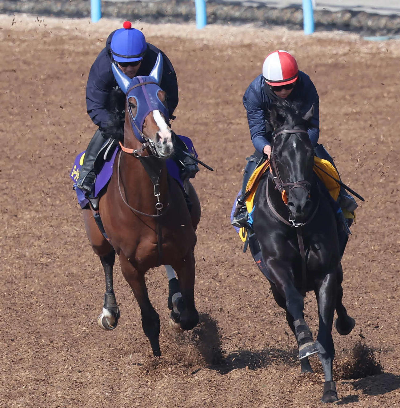ローシャムパーク（左）は美浦ウッドでリチャと併せて追い切られた（24年3月20日撮影）