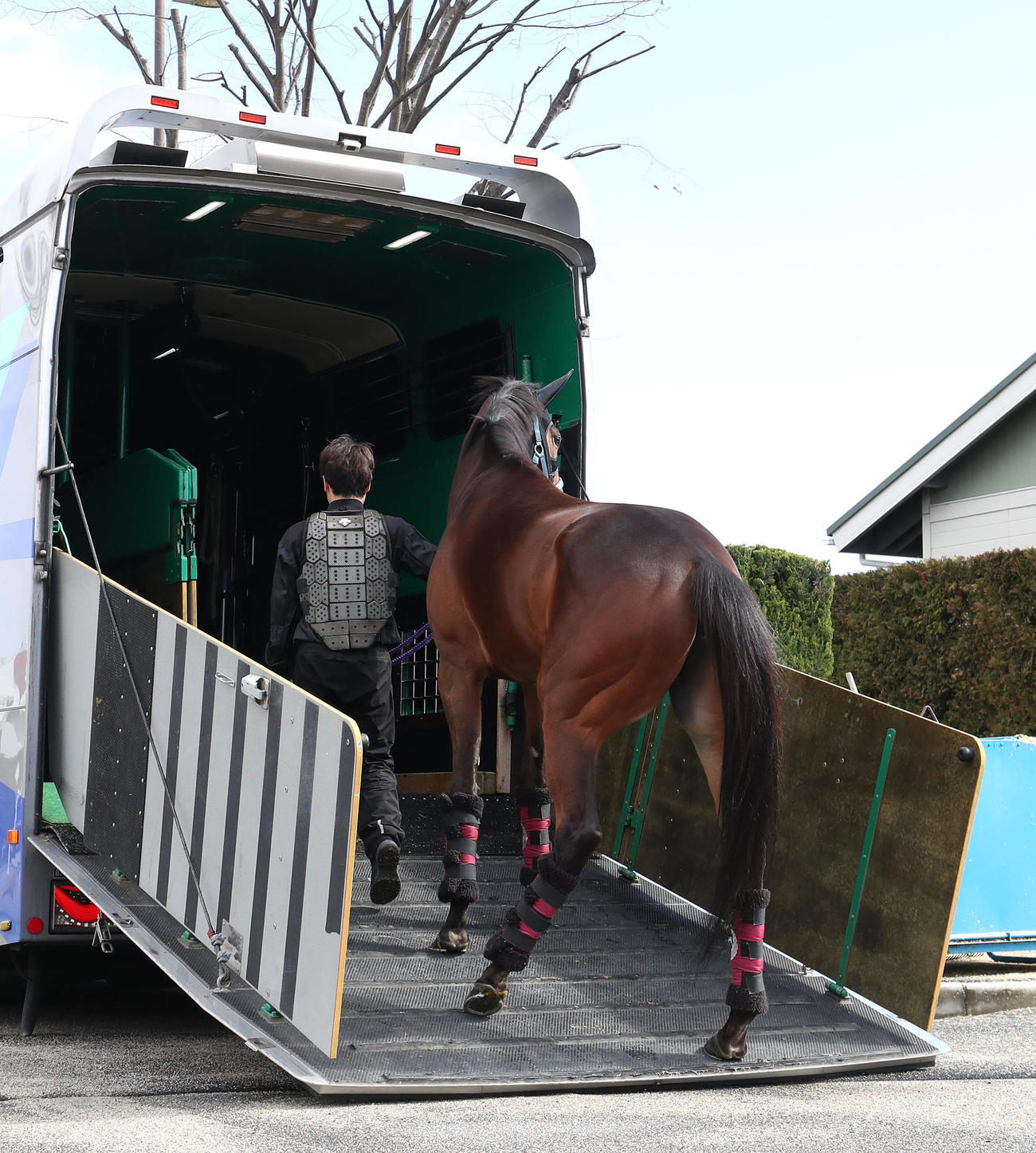 馬運車に乗り込む時に厩舎の方を見るメイケイエール（撮影・白石智彦）