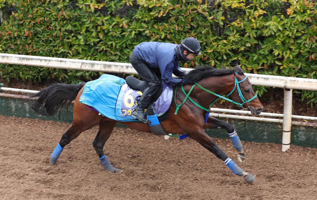 坂路コースを単走で追い切るプラダリア