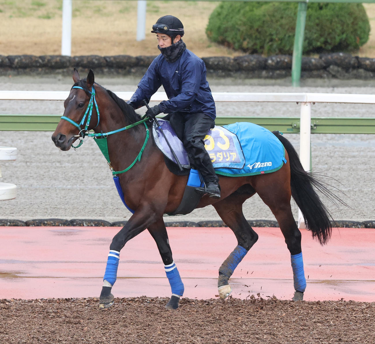 馬場入りするプラダリア