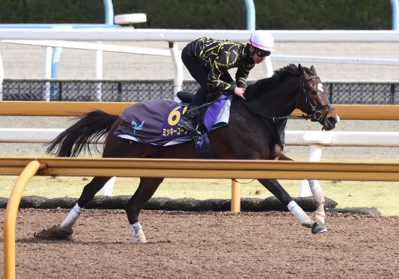 Cウッド単走で追い切るミッキーゴージャス（撮影・白石智彦）