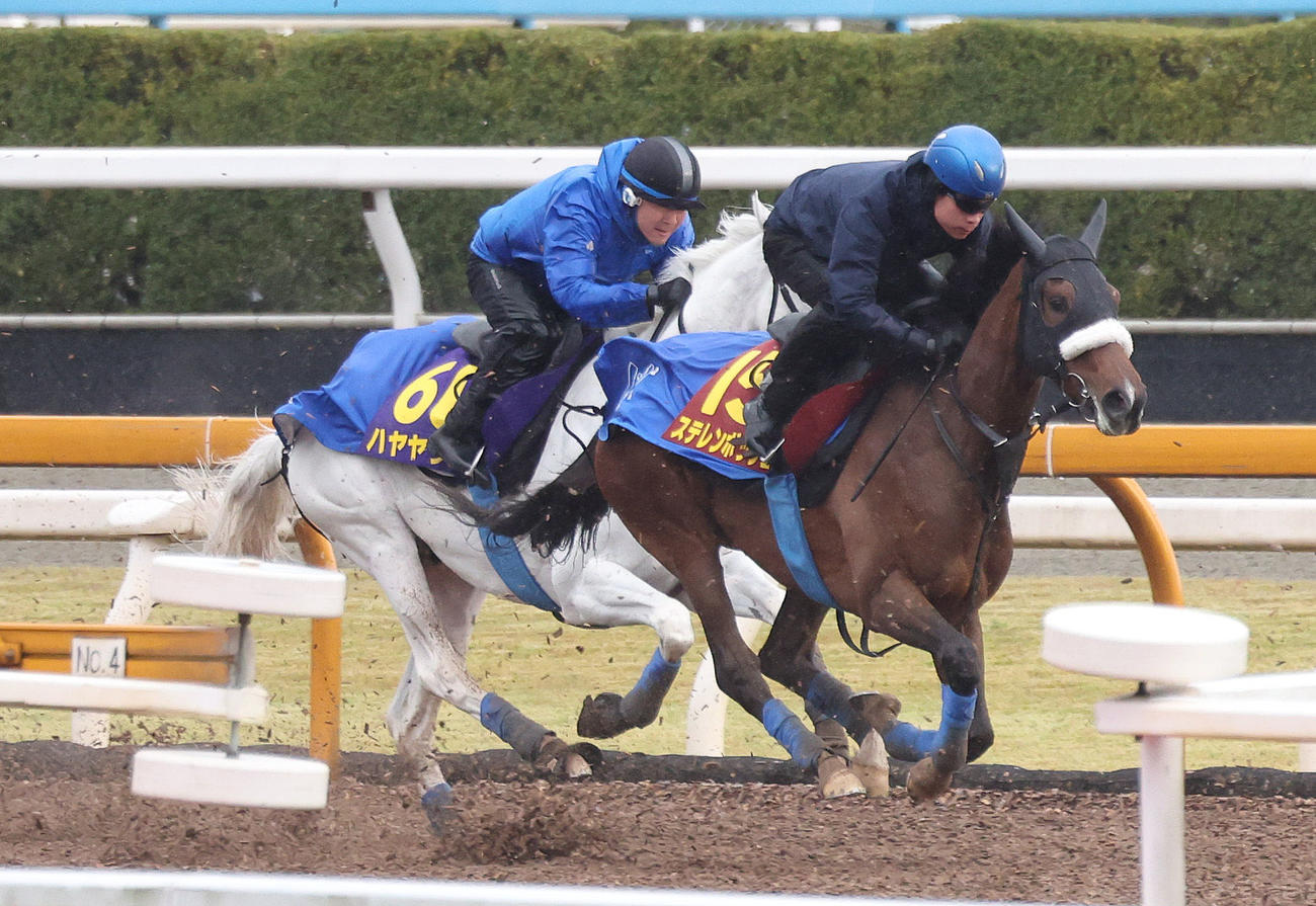 国分優騎手を背にCウッドをハヤヤッコ（左）と併せ馬で追い切るステレンボッシュ（撮影・白石智彦）