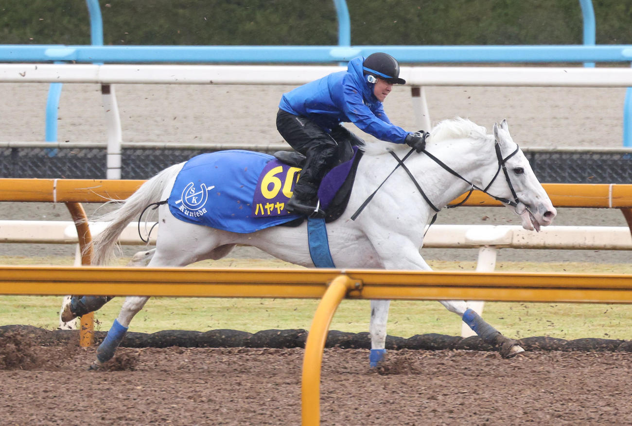Cウッドを併せ馬で追い切るハヤヤッコ（撮影・白石智彦）