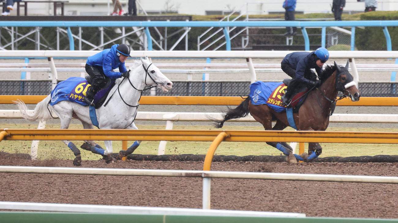 国分優騎手を背にCウッドをハヤヤッコ（左）と併せ馬で追い切るステレンボッシュ（撮影・白石智彦）