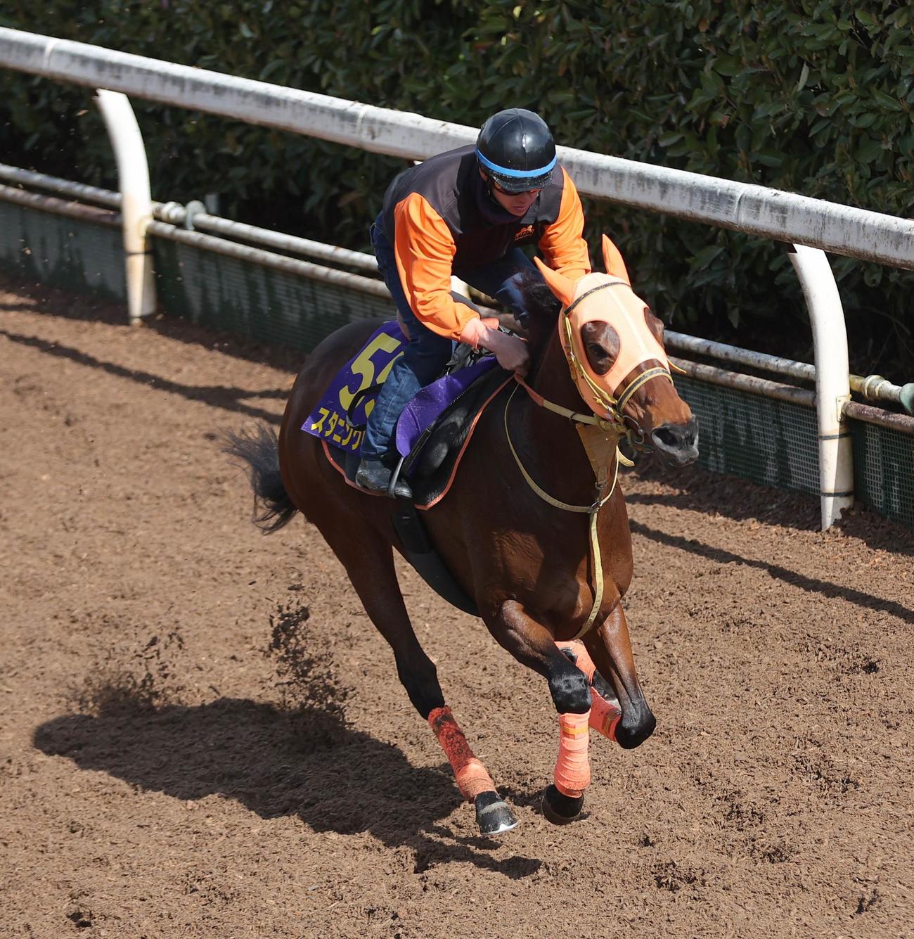 坂路コースを単走で追い切るスタニングローズ