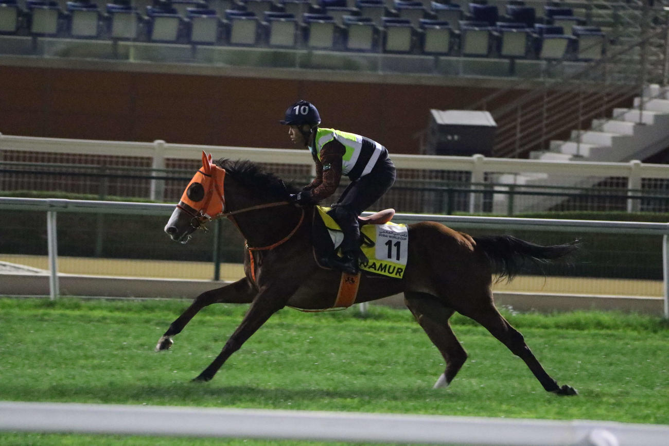 ドバイターフに向けてメイダン競馬場の芝コースで追い切られたナミュール（撮影・桑原幹久）