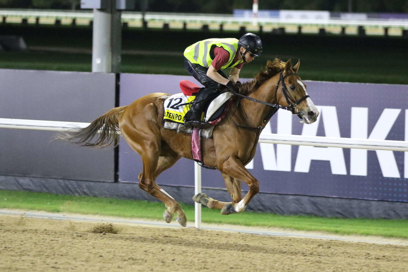 ドバイターフに向けてメイダン競馬場のダートコースで追い切られたマテンロウスカイ（撮影・桑原幹久）