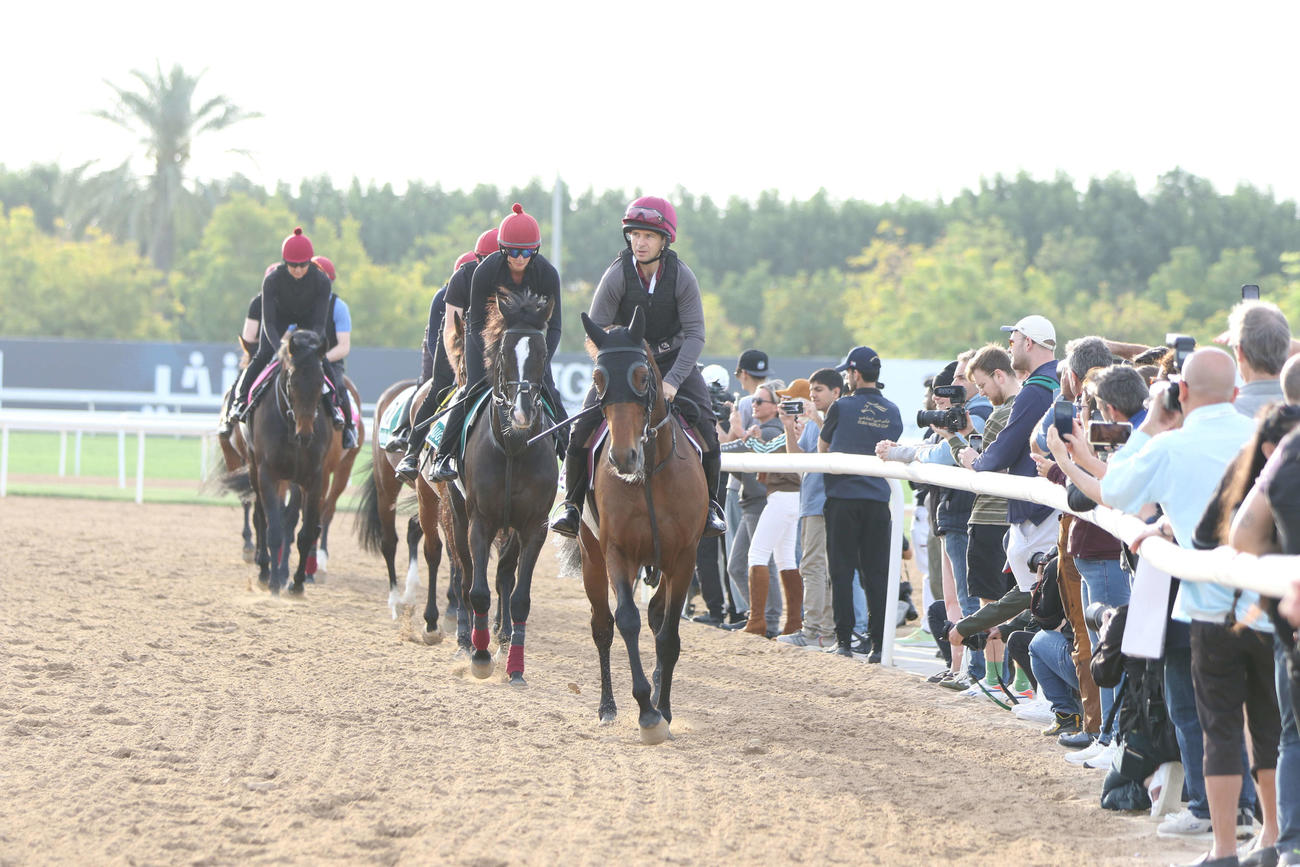 タワーオブロンドンなどドバイワールドCデーに参戦するA・オブライエン師の管理馬（撮影・桑原幹久）