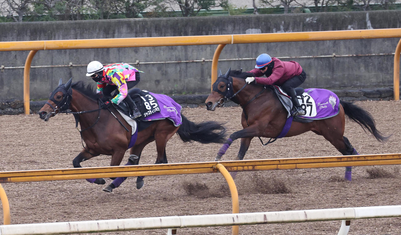 ジャスティンミラノ（左）はCウッドでダンテスヴューと併せ馬で追い切られた（撮影・白石智彦）