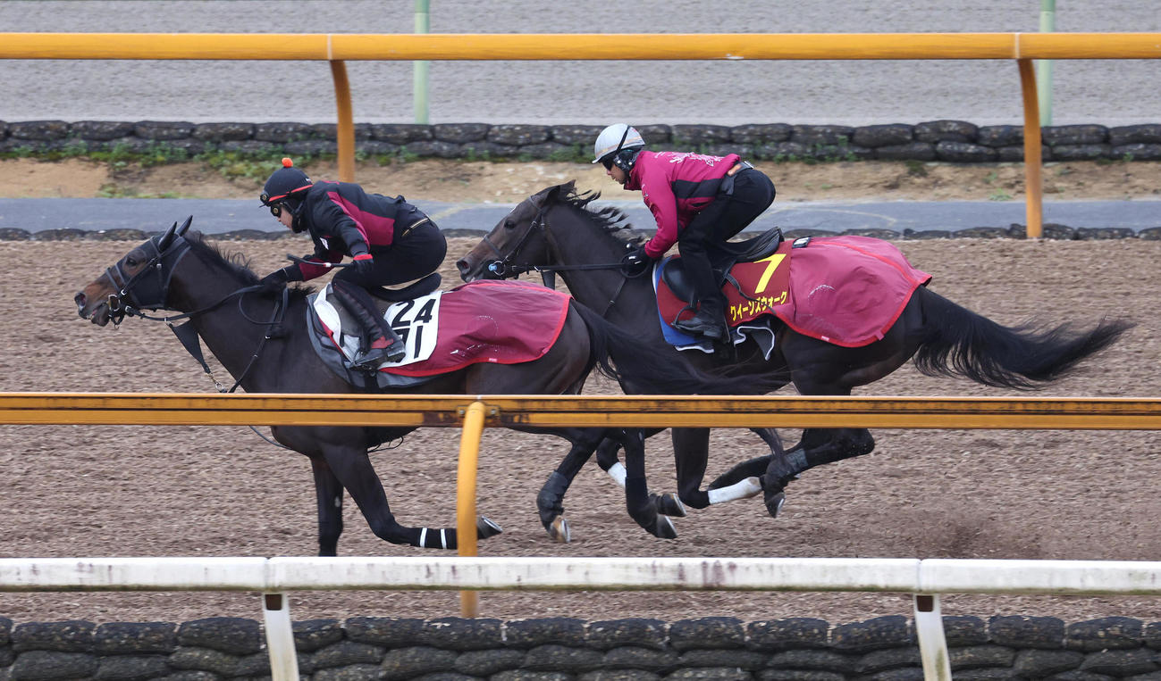 Cウッドをロードプレジール（左）と併せ馬で追い切るクイーンズウォーク（撮影・白石智彦）