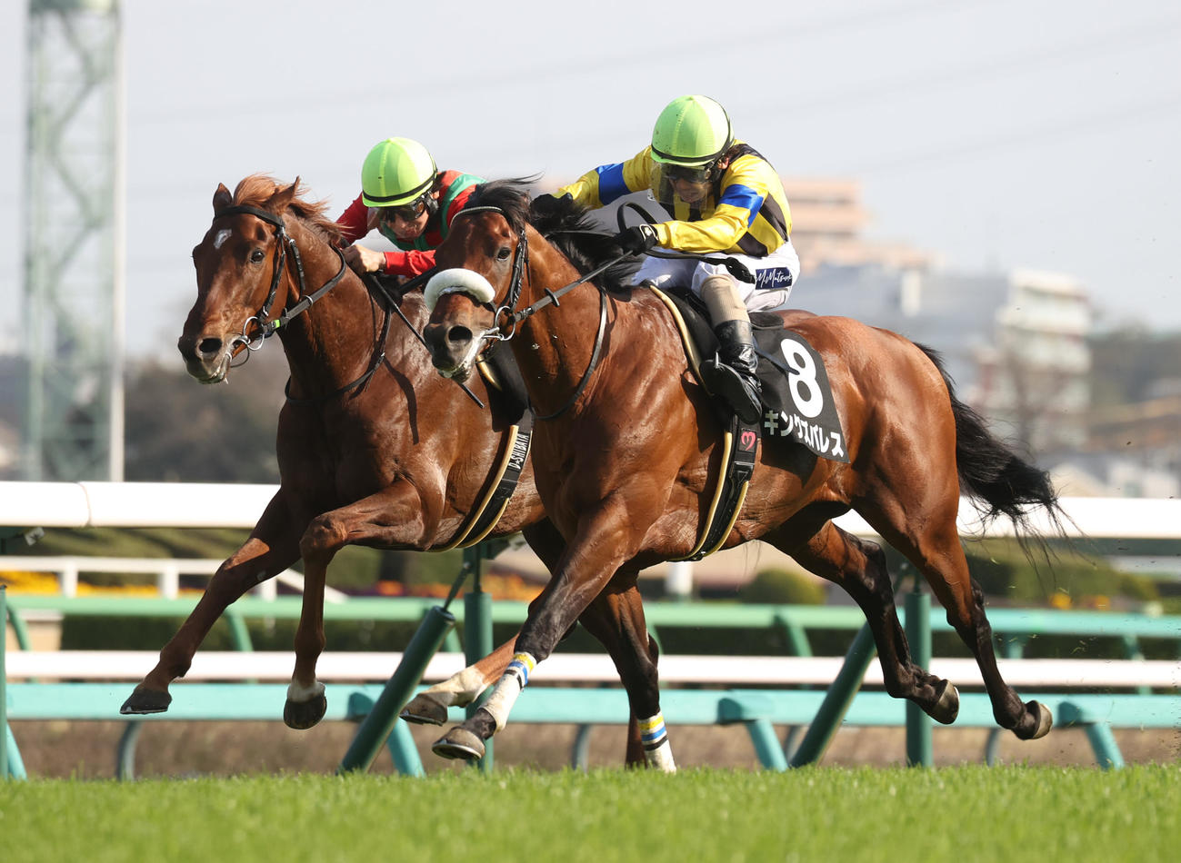 美浦Sを制したキングズパレス（右）。左は2着コスモフリーゲン（撮影・柴田隆二）
