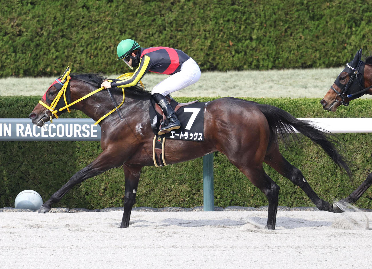 阪神9R、ゴール前抜け出してバイオレットSを制したエートラックス（撮影・白石智彦）