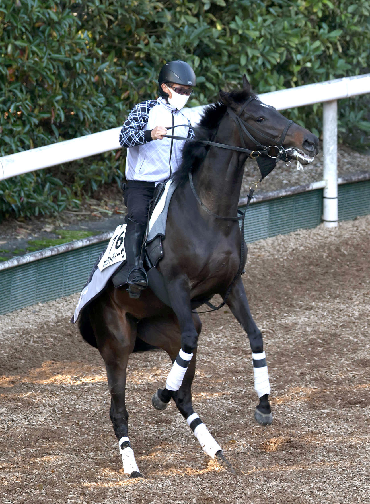 逍遥馬道で立ち上がるマスクトディーヴァ（撮影・白石智彦）