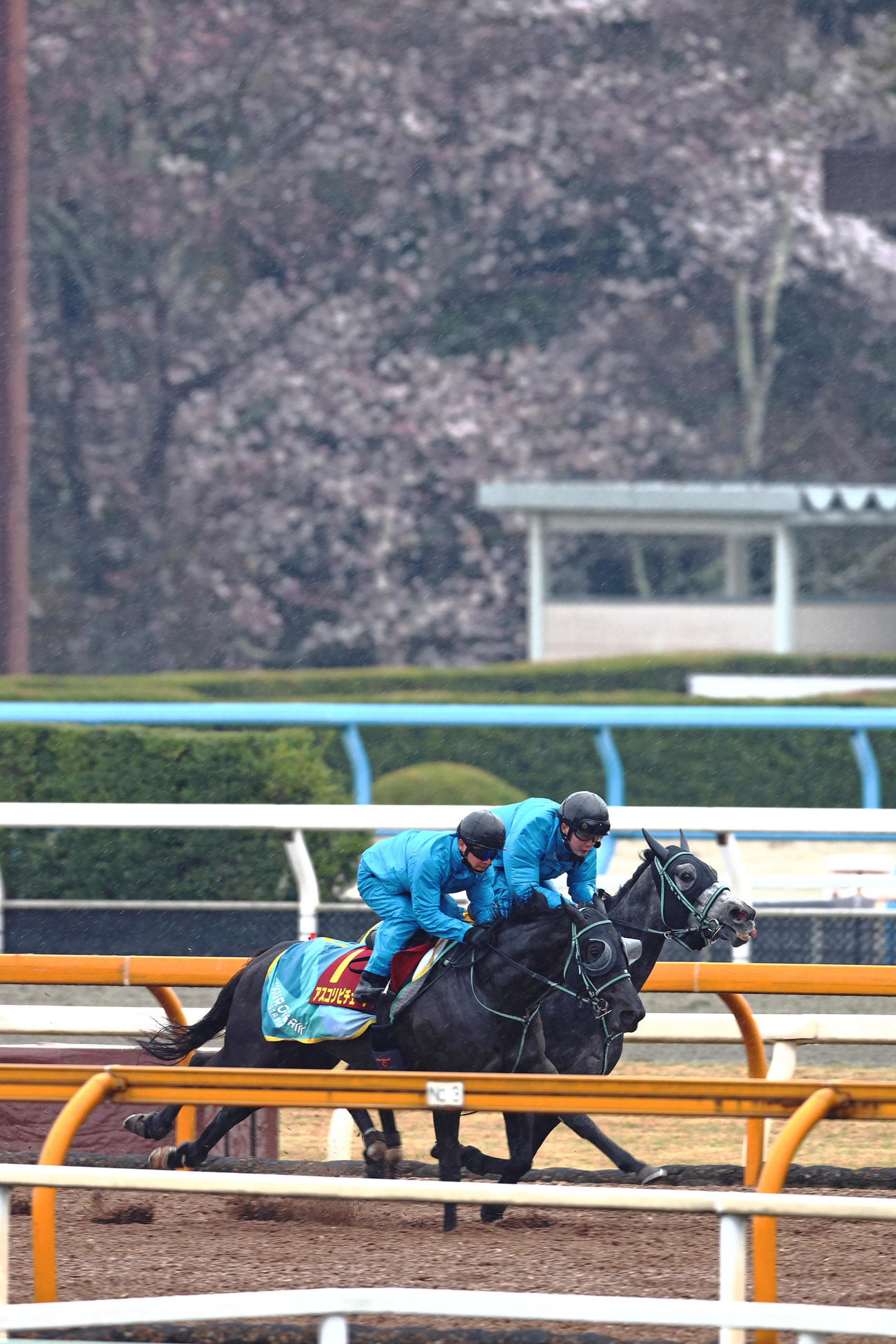 三分咲きの桜の下、フェブランシェ（右）と馬体を併せて時計を出したアスコリピチェーノ