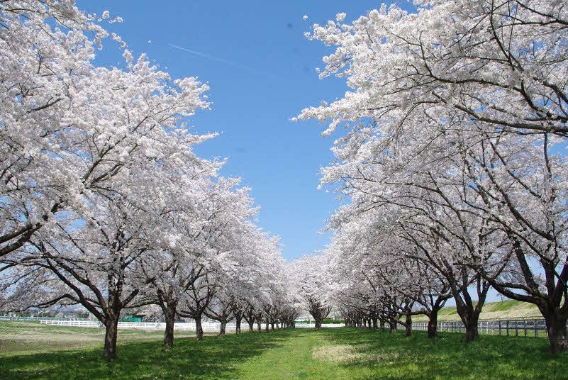 一般開放される水沢競馬場の桜並木（岩手県競馬組合提供）