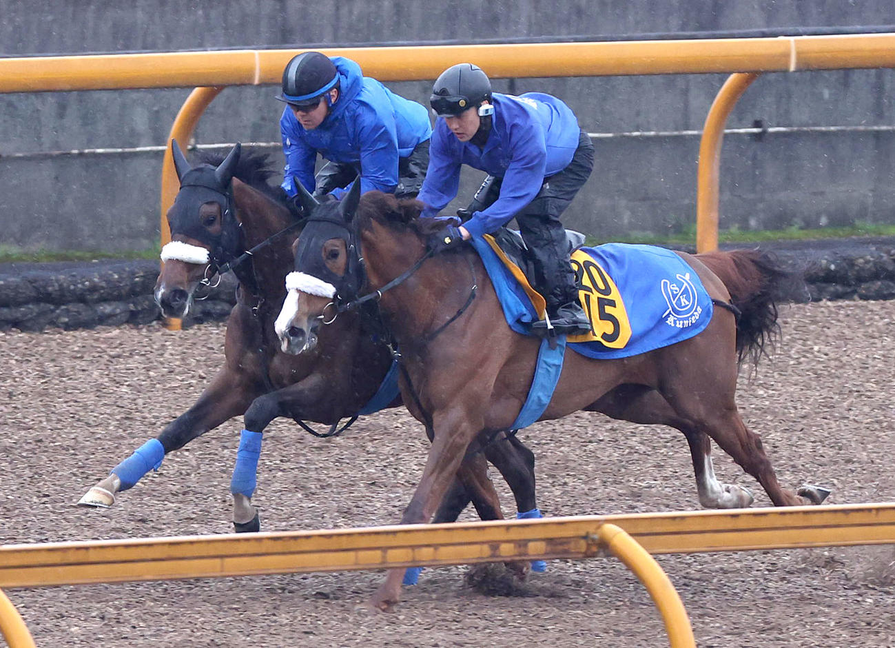 Cウッドをルージュアルル（右）と併せ馬で追い切るステレンボッシュ（撮影・白石智彦）