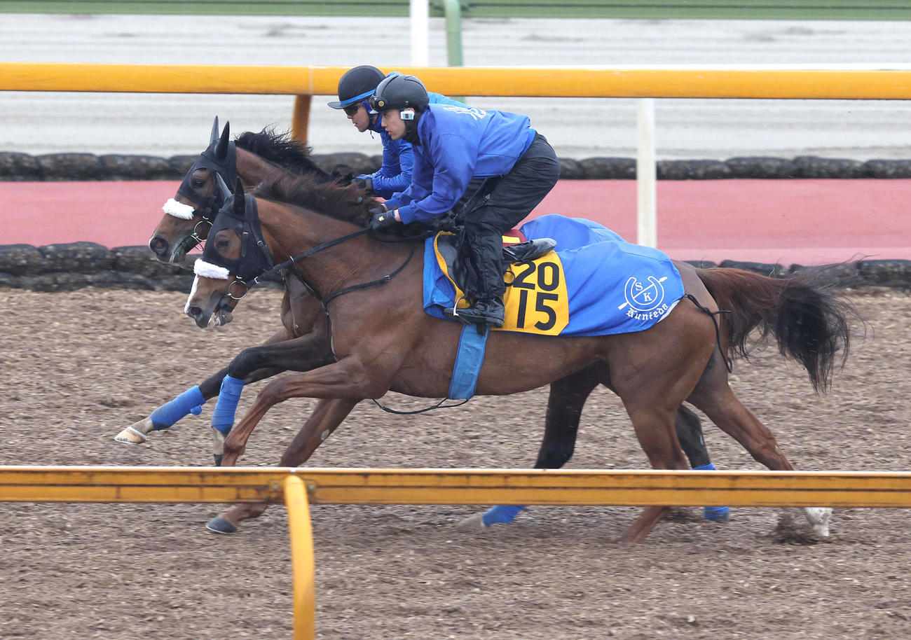 Cウッドをルージュアルル（右）と併せ馬で追い切るステレンボッシュ（撮影・白石智彦）