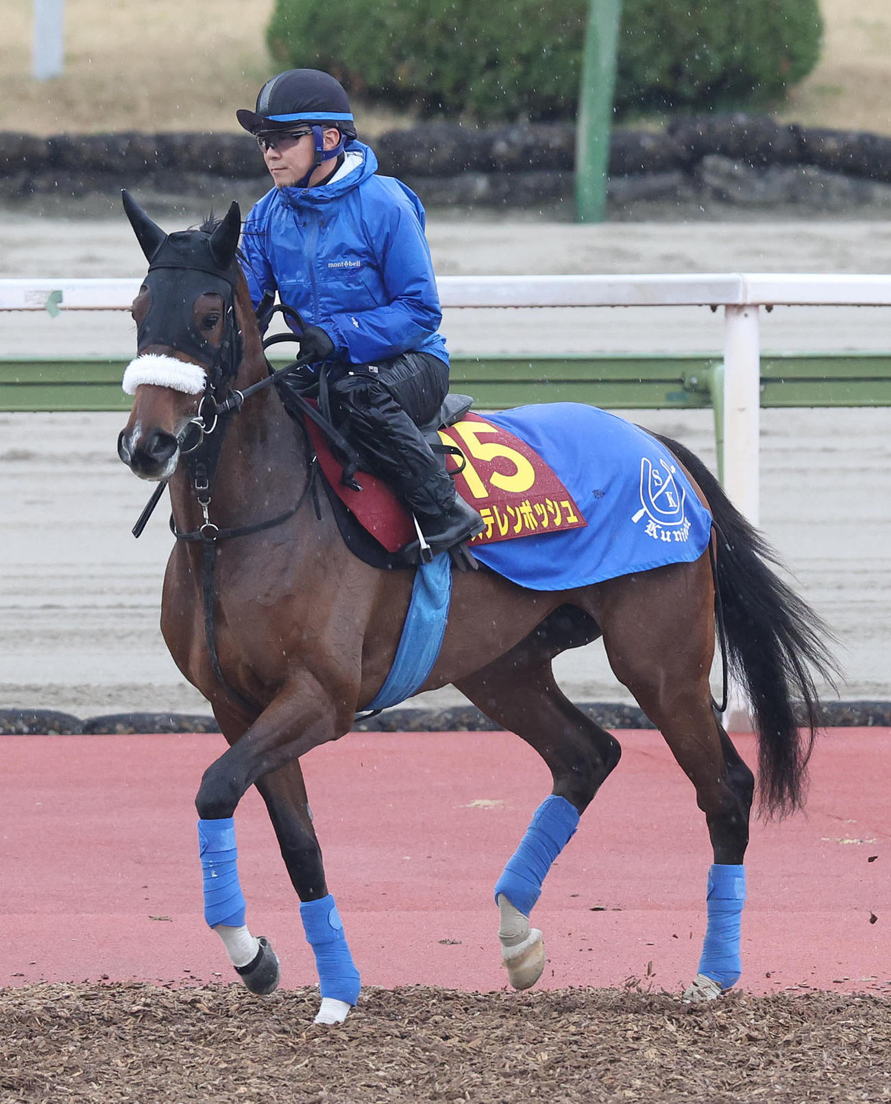 馬場入りするステレンボッシュ（撮影・白石智彦）