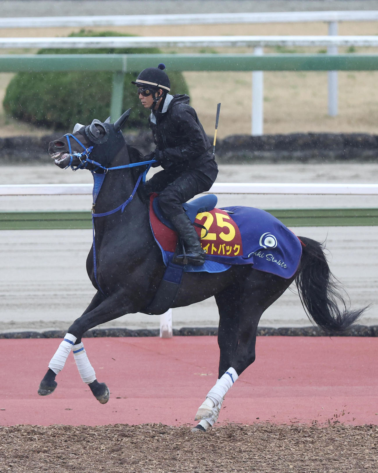 馬場入りするライトバック（撮影・白石智彦）