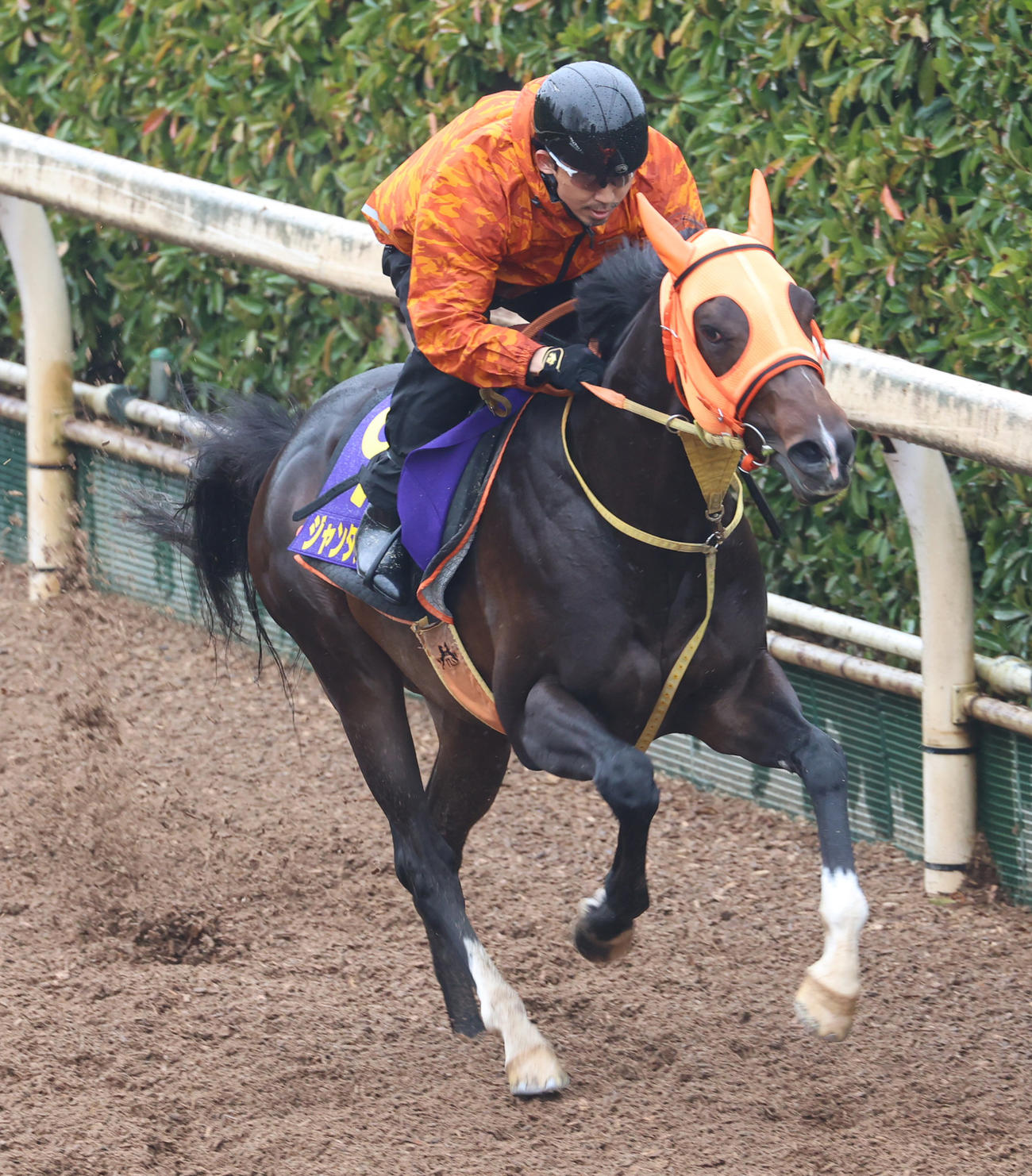 坂路で追い切るジャンタルマンタル