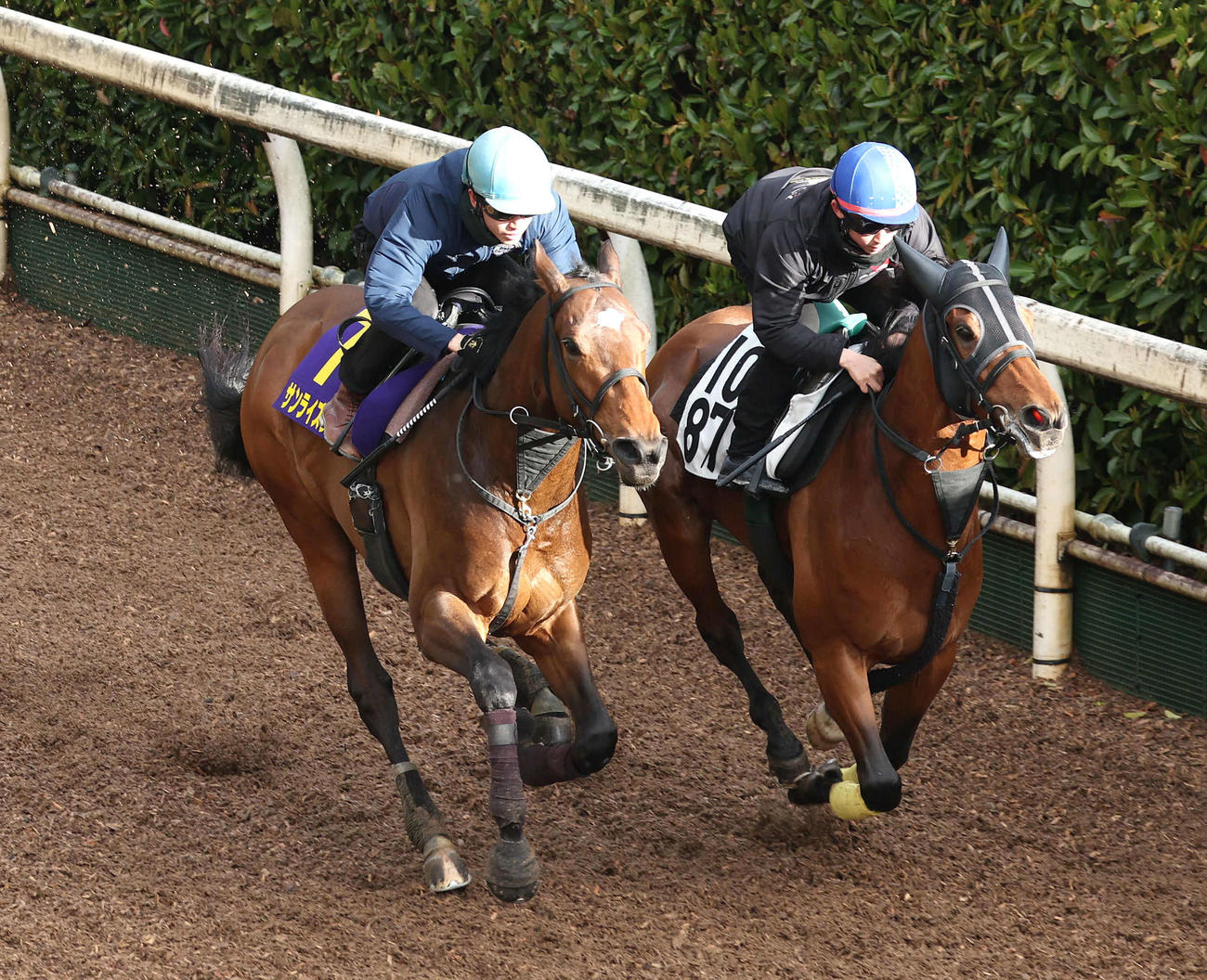 菅原明騎手を背に坂路をスマートルシーダ（右）と併せ馬で追い切るサンライズジパング（撮影・白石智彦）