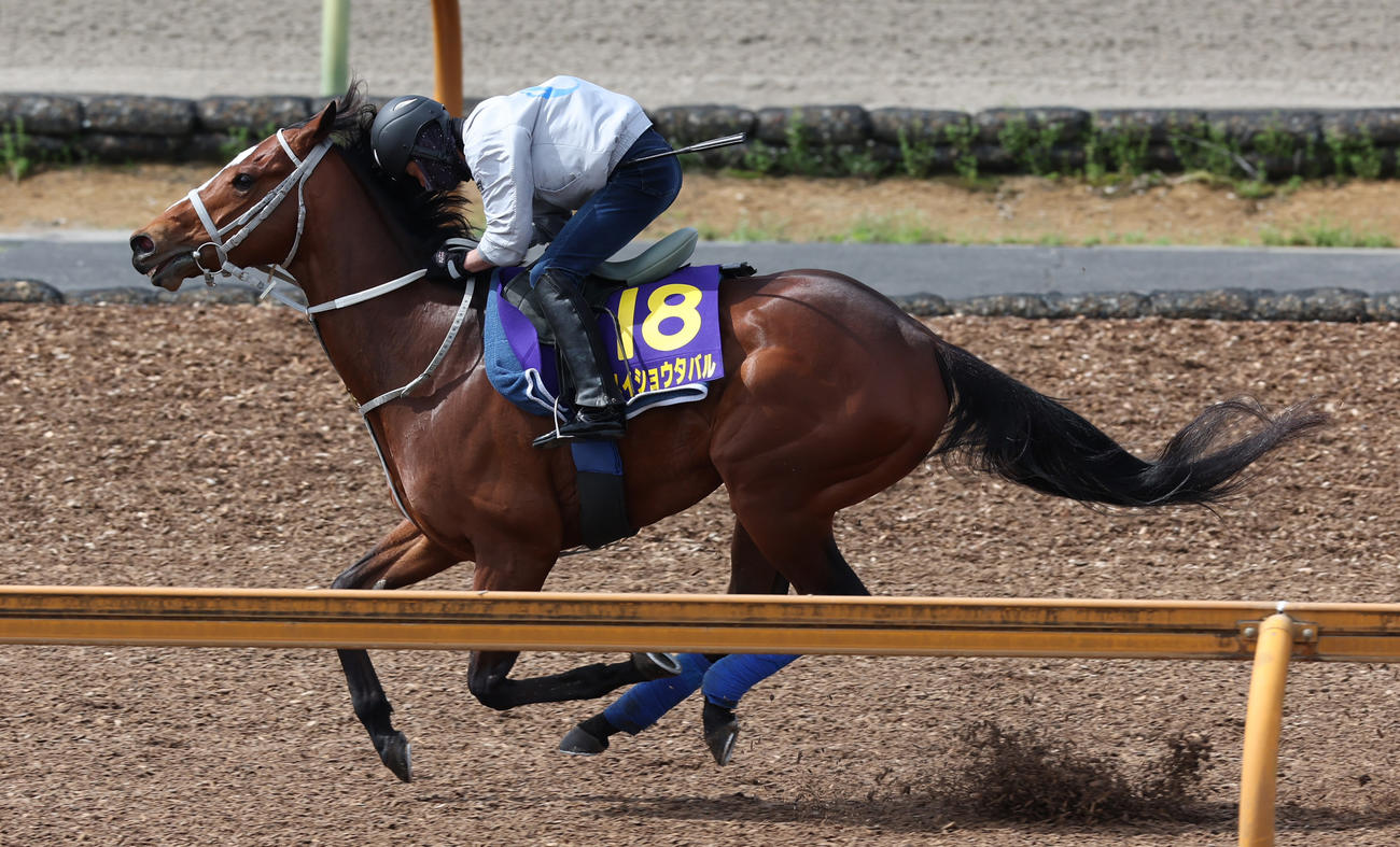 CWコースで追い切るメイショウタバル