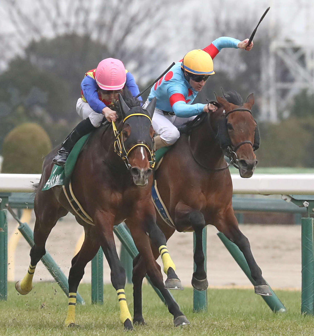 2月17日、ダイヤモンドSで2着に敗れたサリエラ（右）。左は勝ったテーオーロイヤル