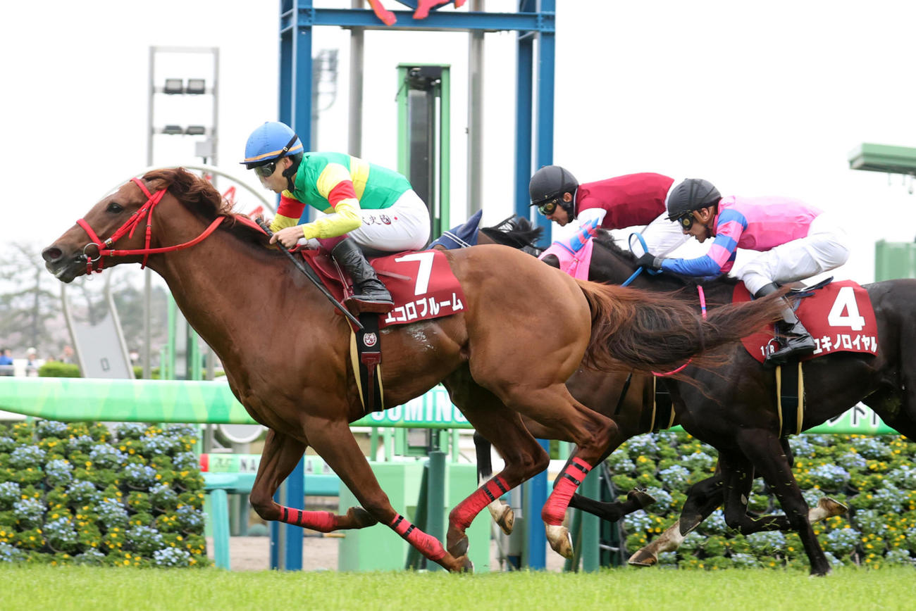 ニュージーランドTを制したエコロブルーム（左）（撮影・柴田隆二）