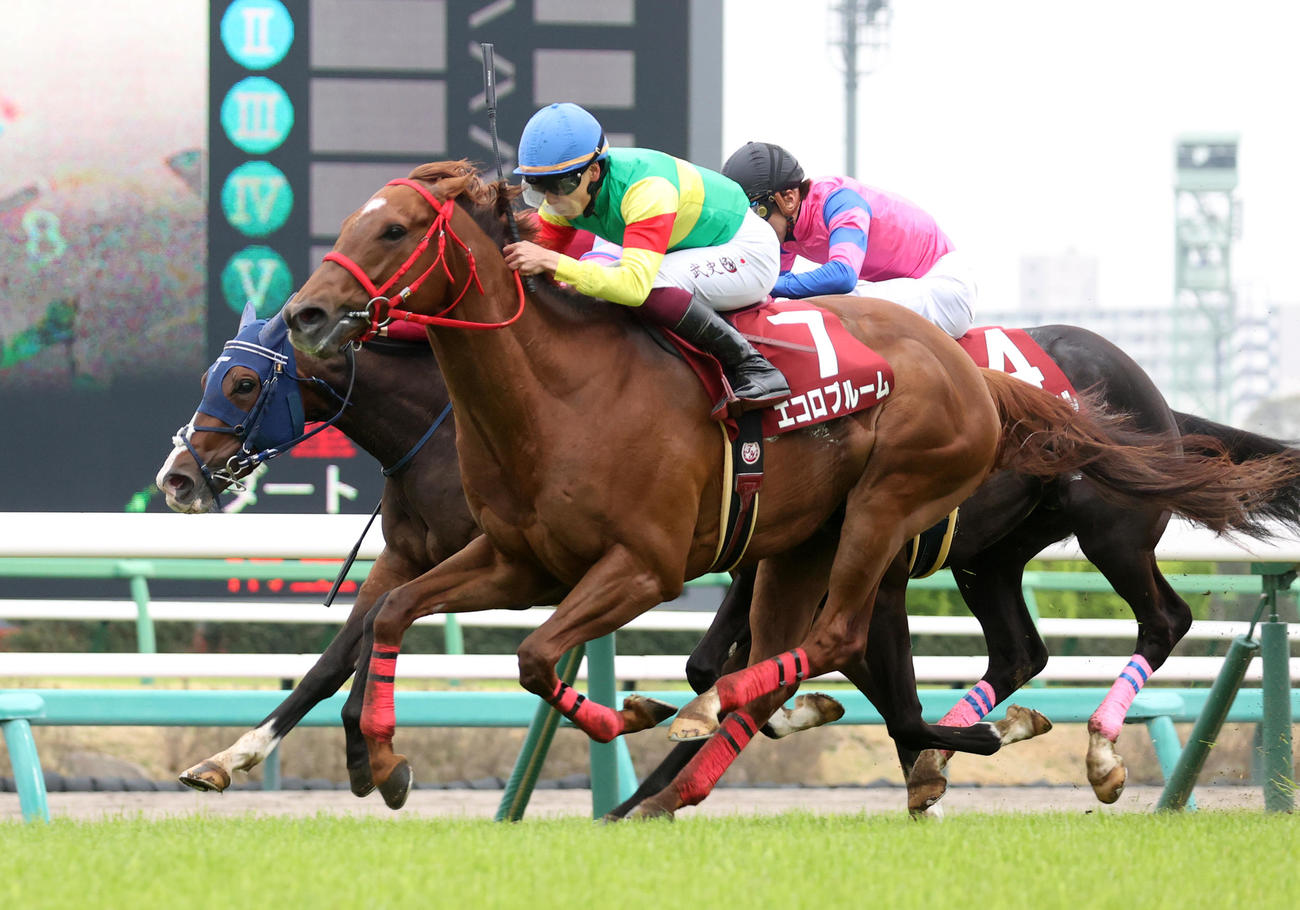ニュージーランドTを制したエコロブルーム（手前）、2着ボンドガール（左）（撮影・柴田隆二）