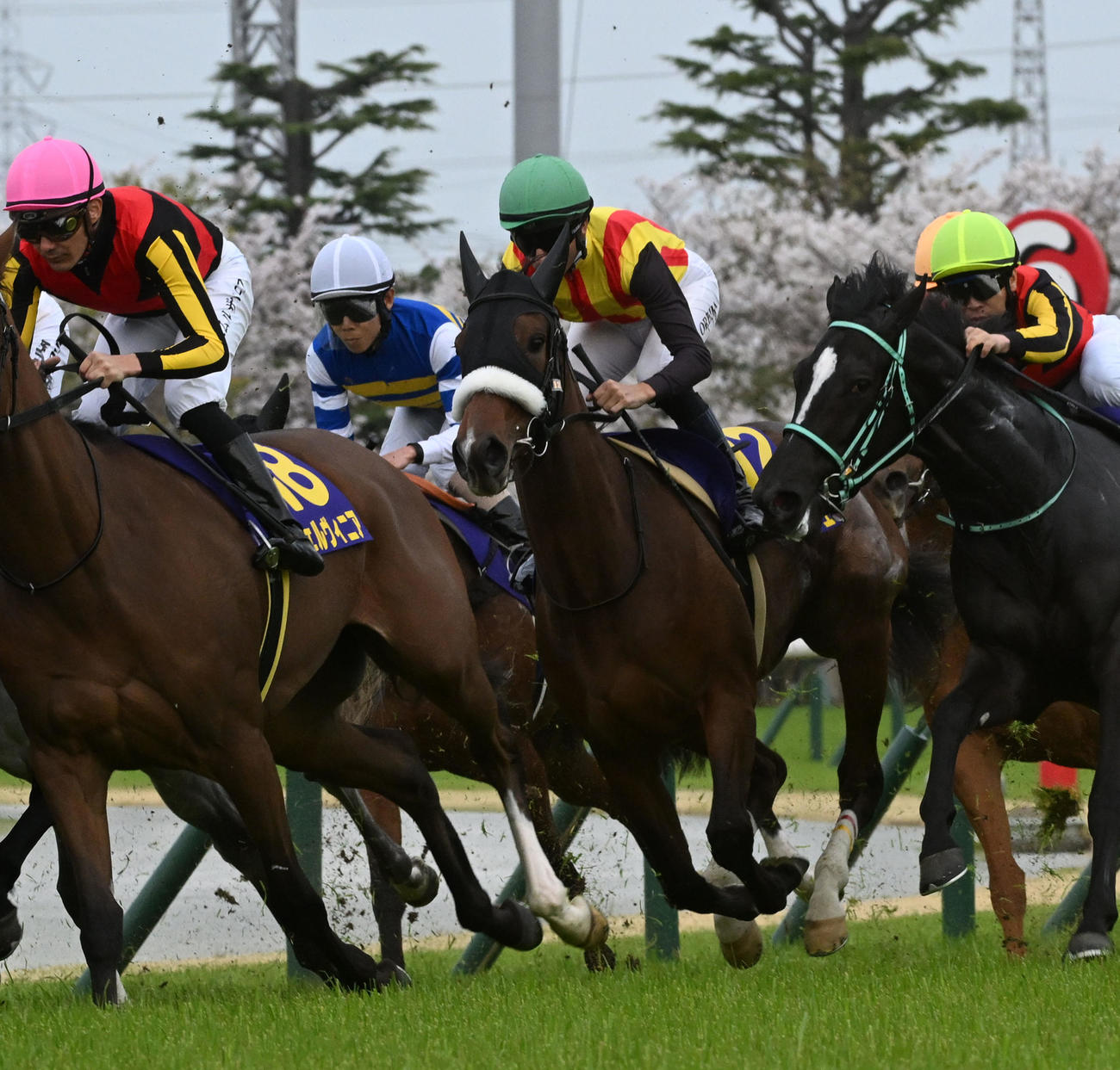 4コーナーを回るステレンボッシュ（撮影・前岡正明）