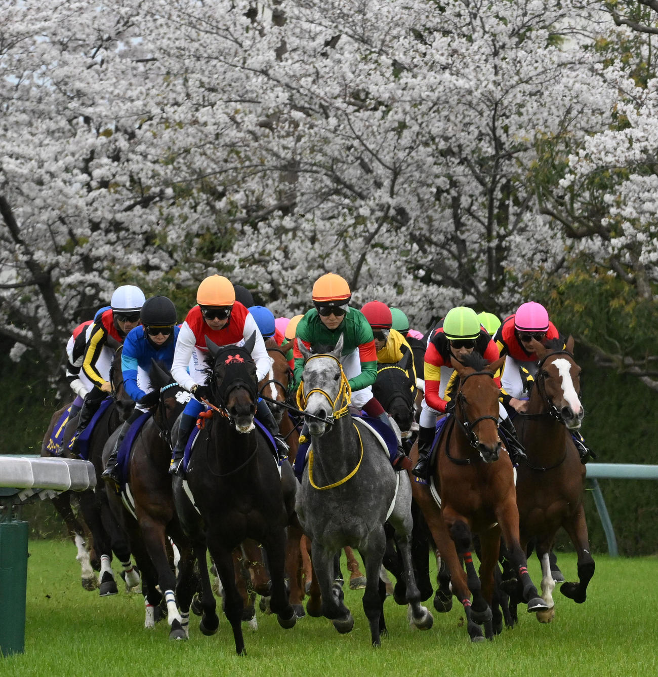 4コーナーを回る各馬（撮影・前岡正明）