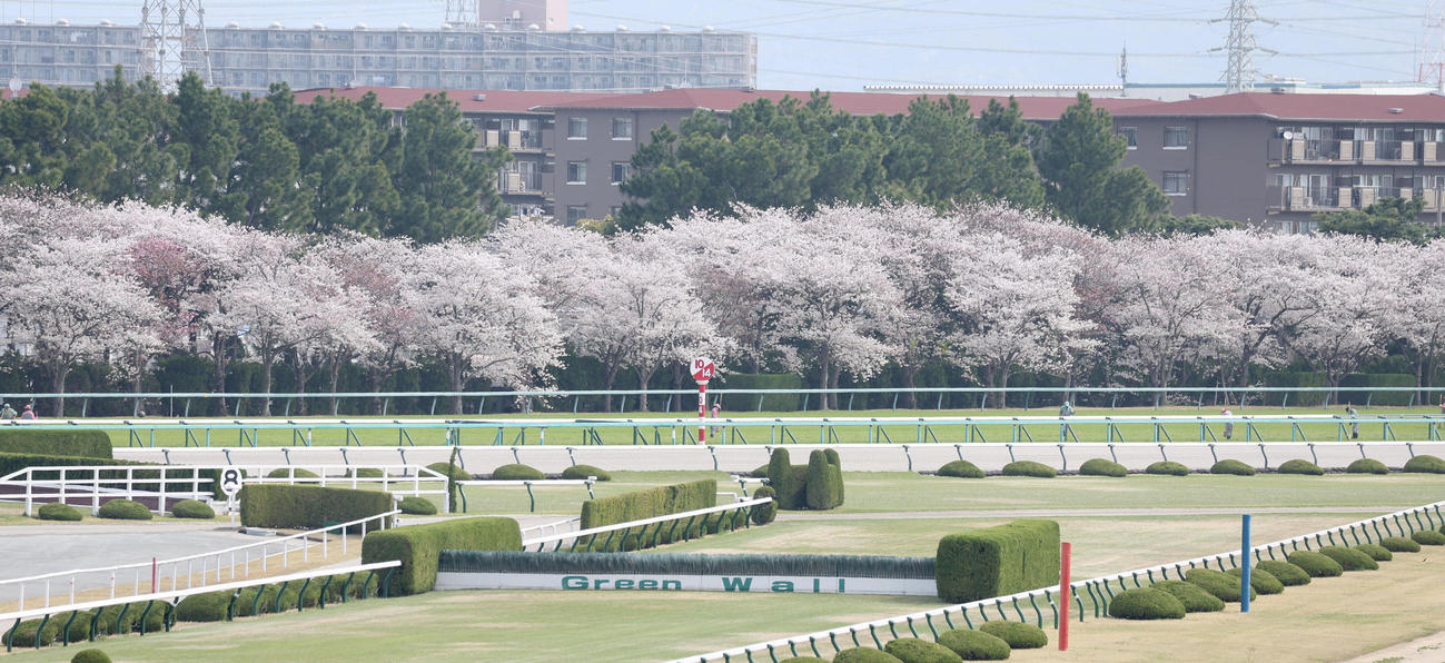 桜が満開になった阪神競馬場（撮影・白石智彦）