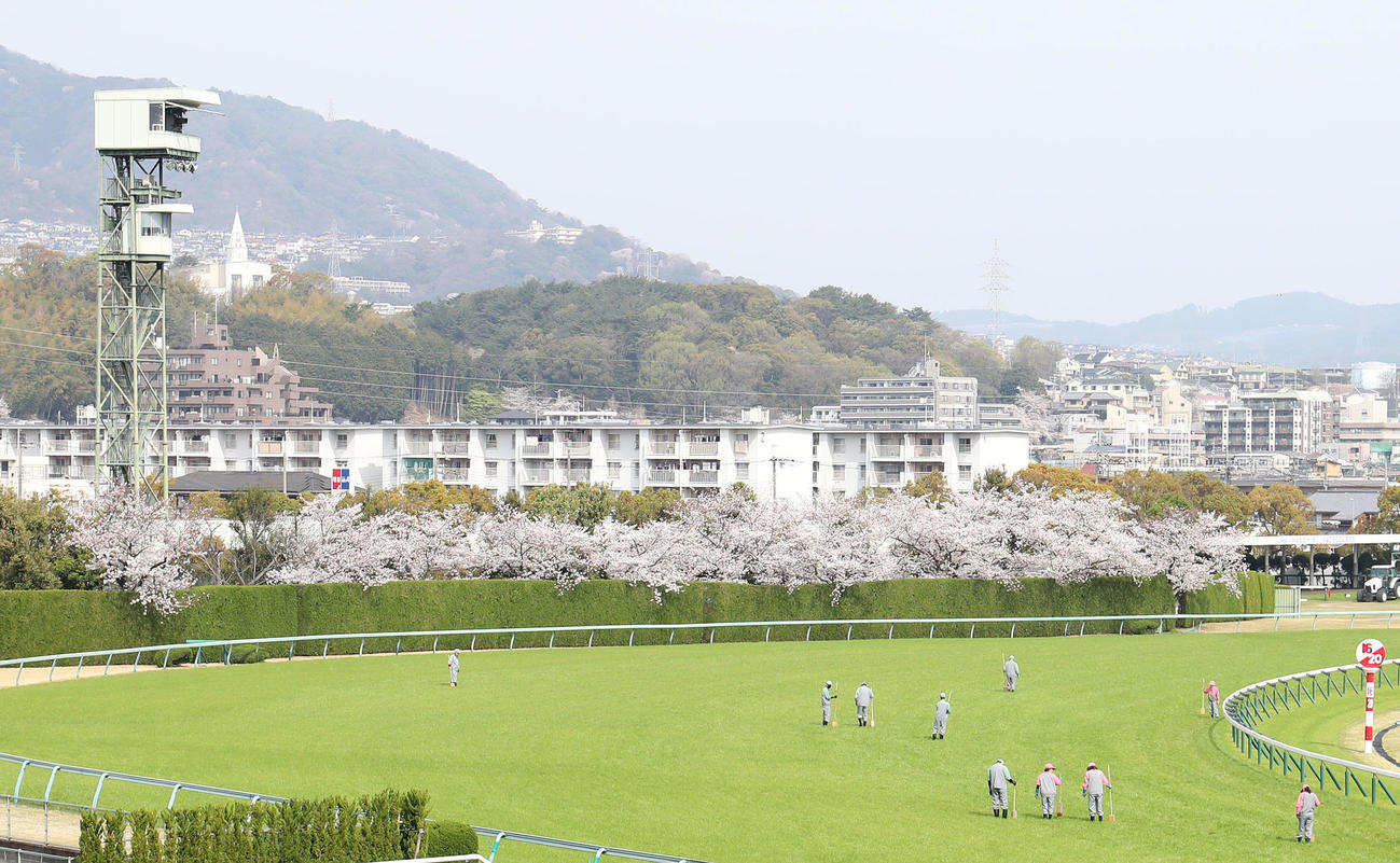 桜が満開になった阪神競馬場の1コーナー付近（撮影・白石智彦）