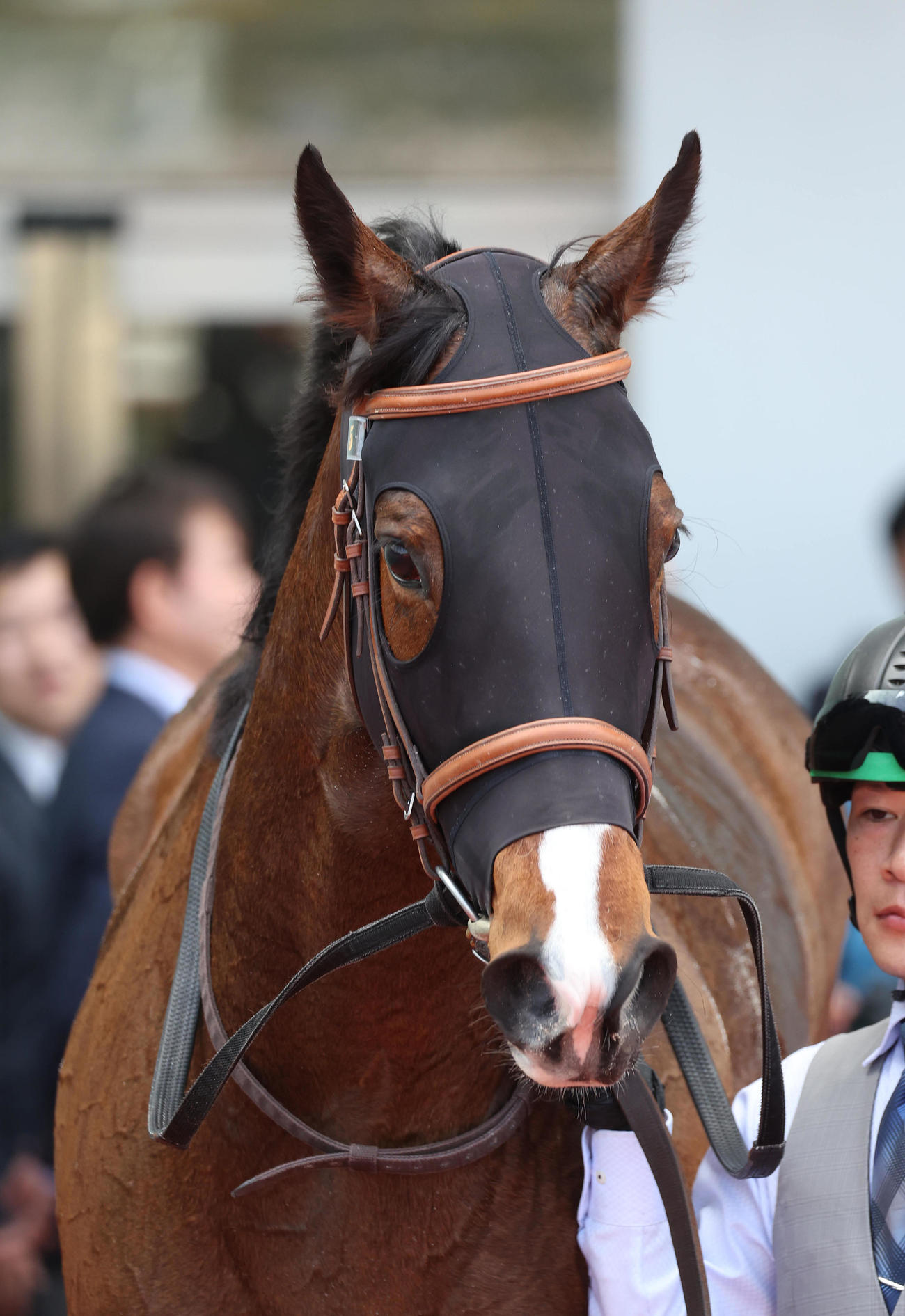 阪神5R、3歳1勝クラスを制したリジル（撮影・白石智彦）