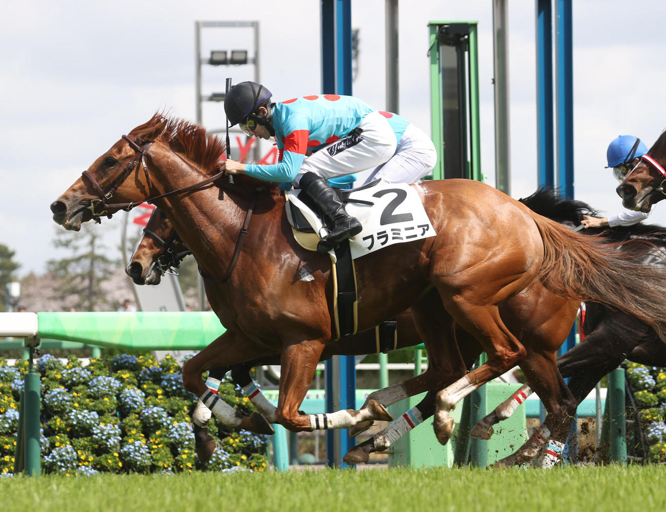 中山8R・1着フラミニア（撮影・柴田隆二）