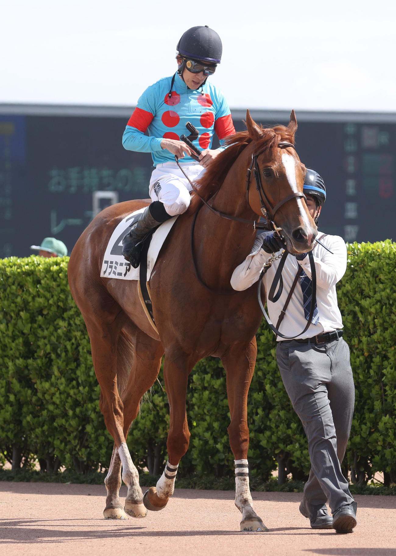 中山8R・1着フラミニアと石川裕紀人騎手（撮影・柴田隆二）