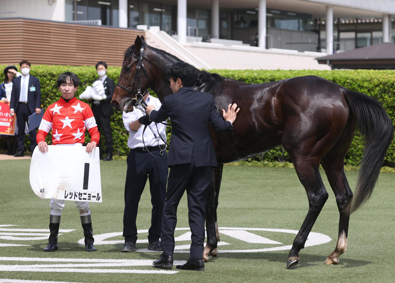 中山4R1着レッドセニョールと横山和騎手、矢嶋調教師は初勝利したが不在だった（撮影・柴田隆二）