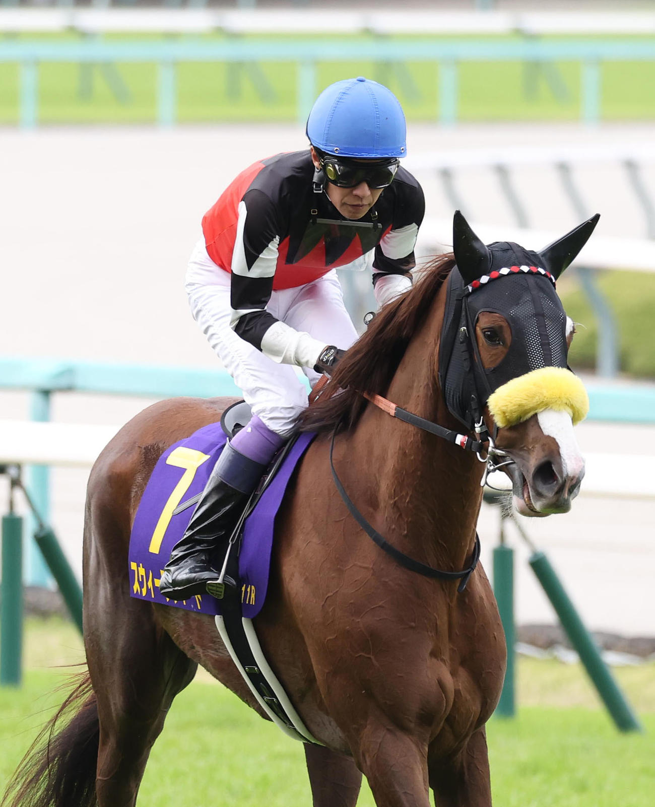 桜花賞、4着に敗れたスウィープフィート（撮影・白石智彦）