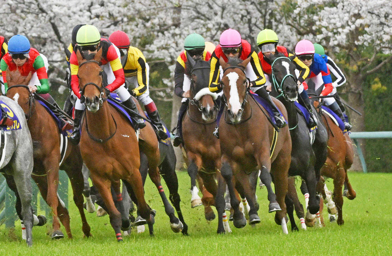 4コーナーを回るステレンボッシュ（右から4頭目）（撮影・前岡正明）