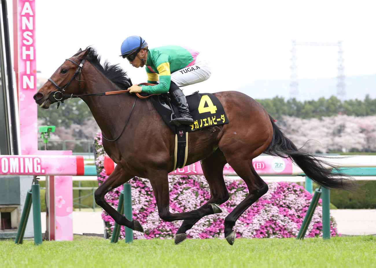 阪神9R、直線抜け出して忘れな草賞を快勝したタガノエルピーダ（撮影・白石智彦）