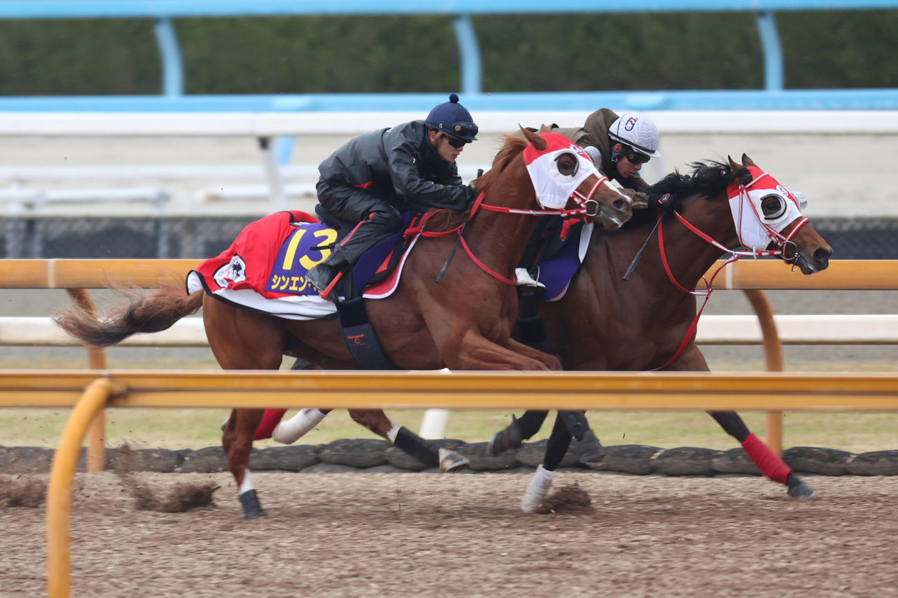 3日、1週前追い切りを行うシンエンペラー（左）