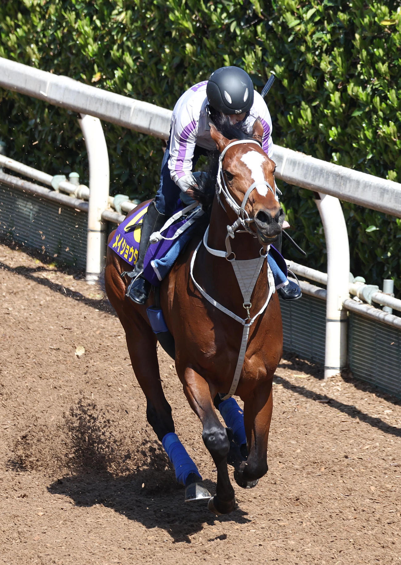 坂路を単走で追い切るメイショウタバル（撮影・白石智彦）