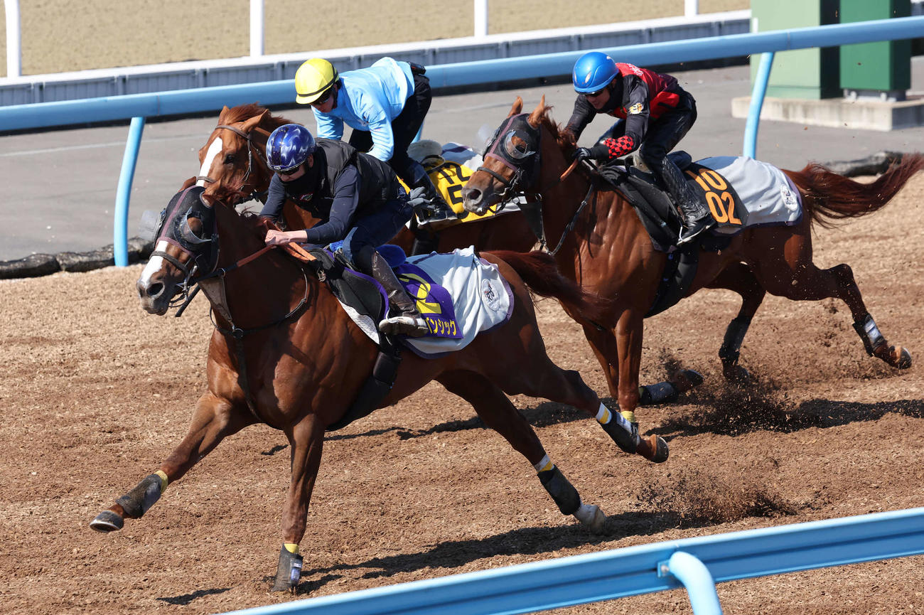 アーバンシック（手前）は横山武騎手を背に美浦ウッドの3頭併せで先着した（撮影・丹羽敏通）