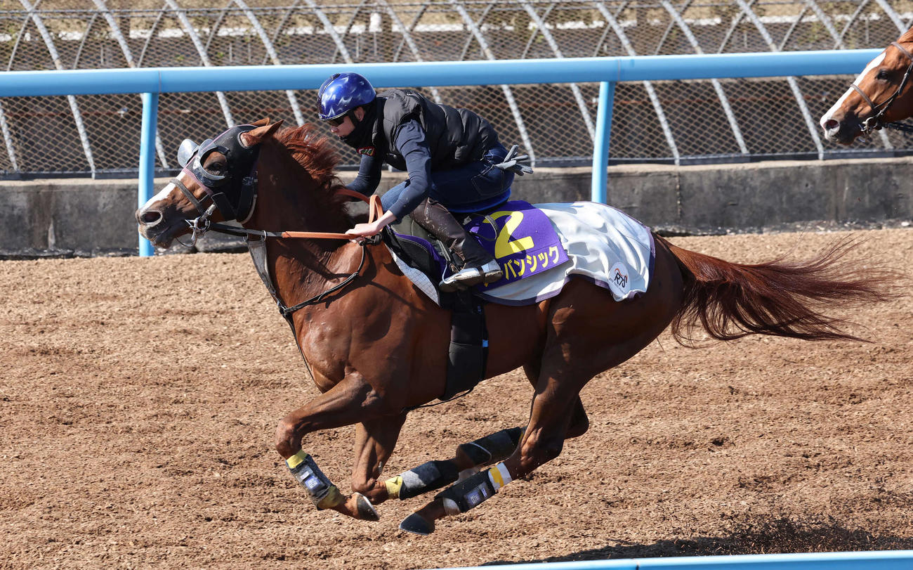 アーバンシックは横山武騎手を背に美浦ウッドで追い切られた（撮影・丹羽敏通）