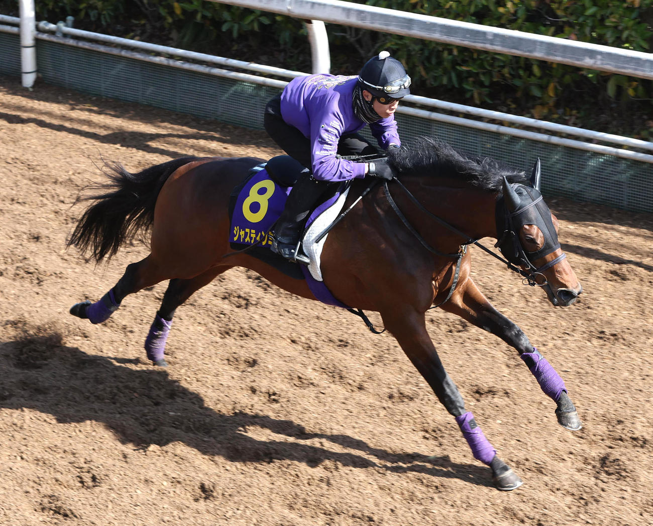 坂路を単走で追い切るジャスティンミラノ（撮影・白石智彦）