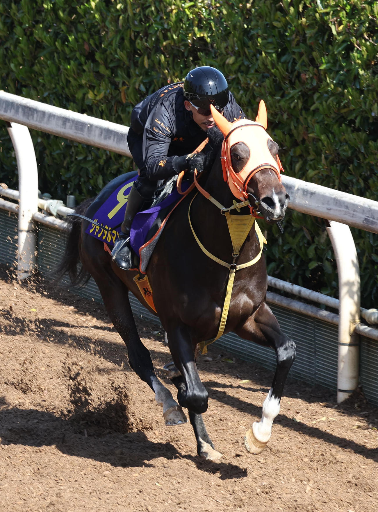 坂路を単走で追い切るジャンタルマンタル（撮影・白石智彦）