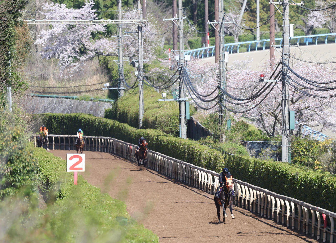 坂路を単走で追い切るジャンタルマンタル（撮影・白石智彦）