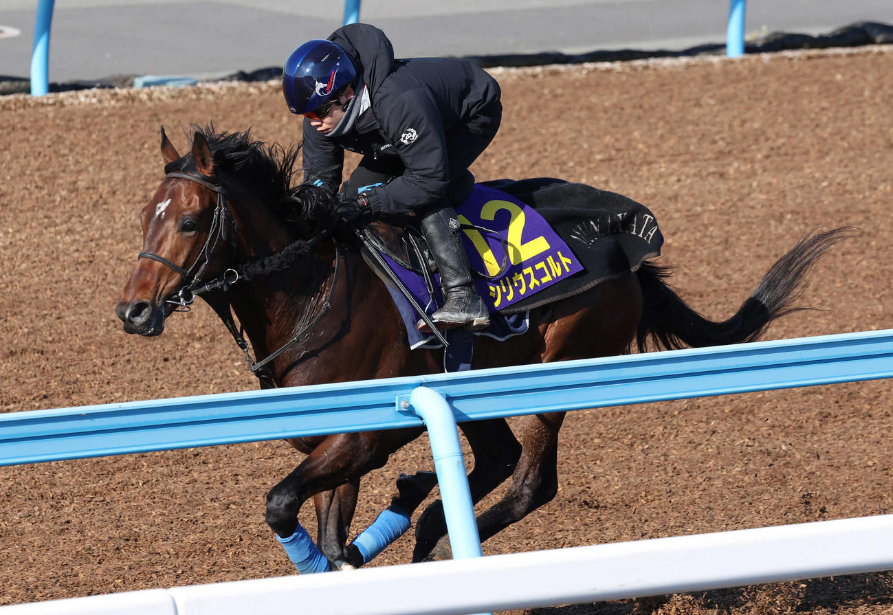 シリウスコルトは美浦ウッドを単走で追い切られた（撮影・丹羽敏通）