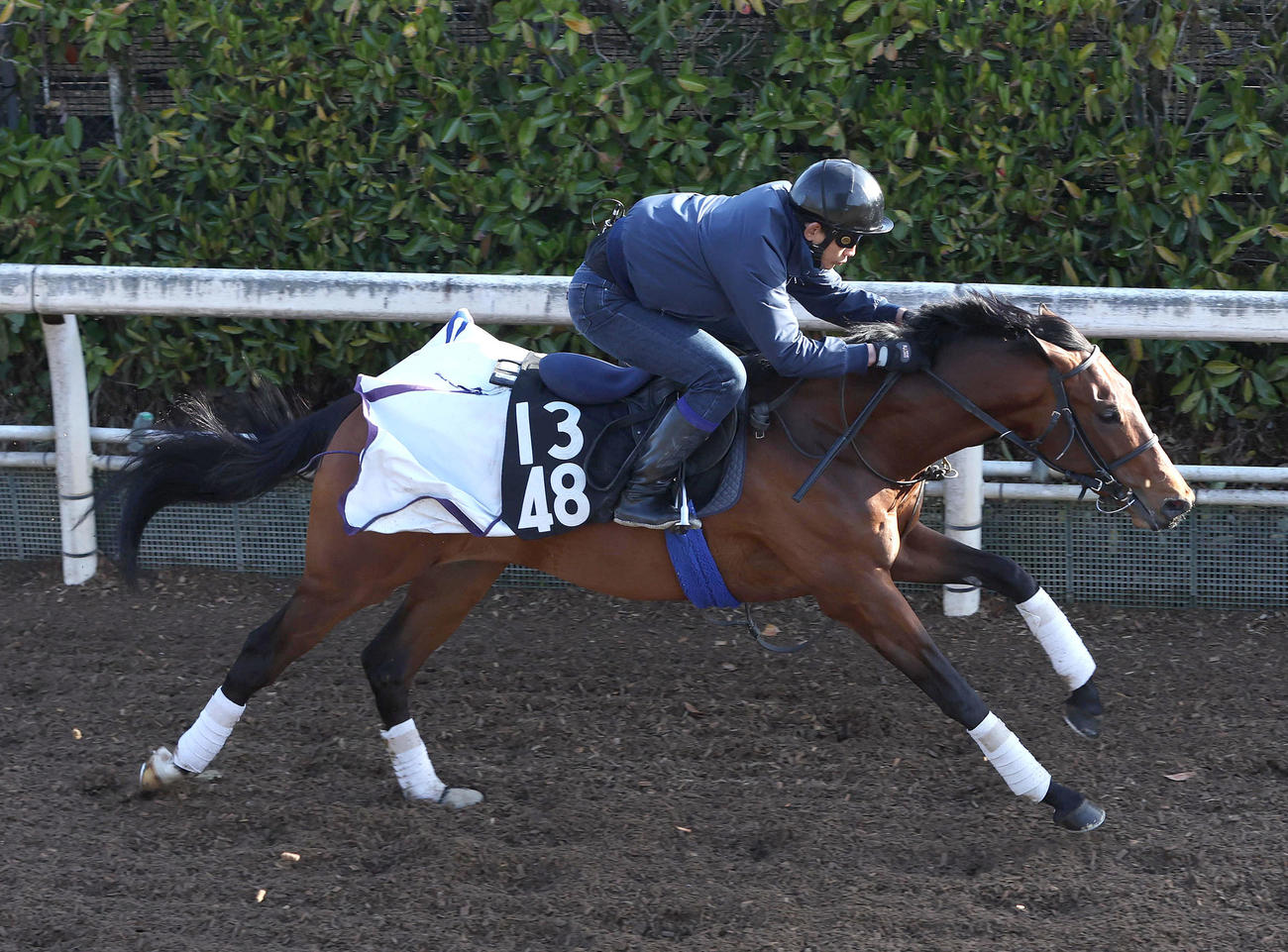 坂路を単走で追い切るオフトレイル（撮影・白石智彦）